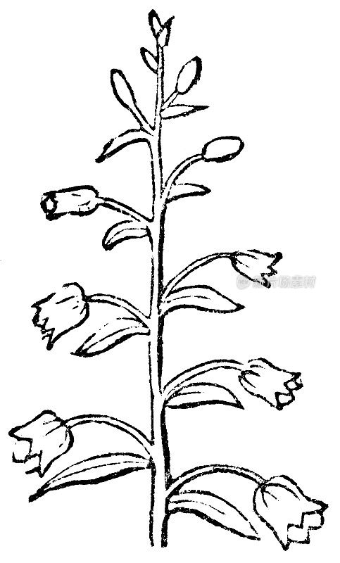 花序类型总状花序- 19世纪